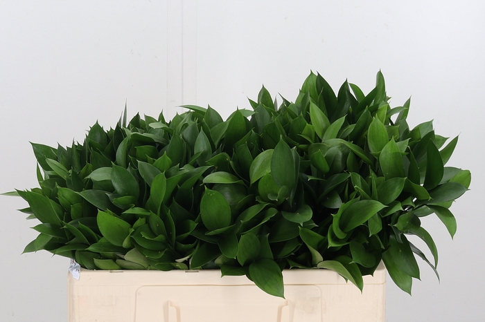 <h4>Ruscus</h4>