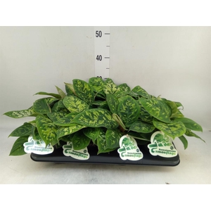 Homalomena wal. 'Camouflage'