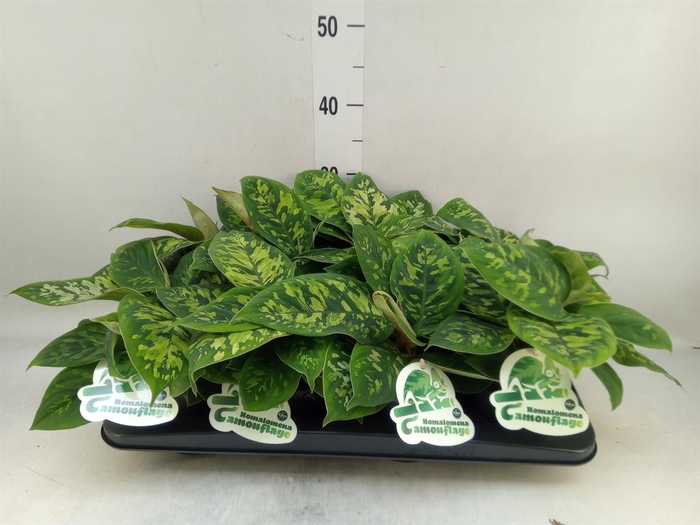 <h4>Homalomena wal. 'Camouflage'</h4>