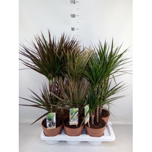Dracaena   ...mix