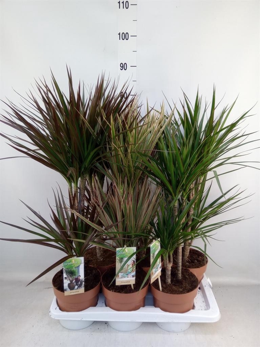 <h4>Dracaena   ...mix</h4>