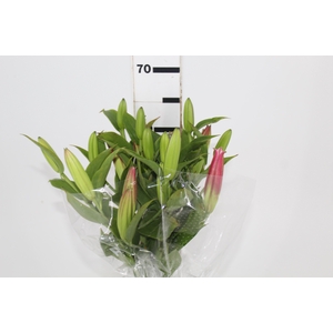 LIRIO VETTO 070 CM HT 3/4 FLS