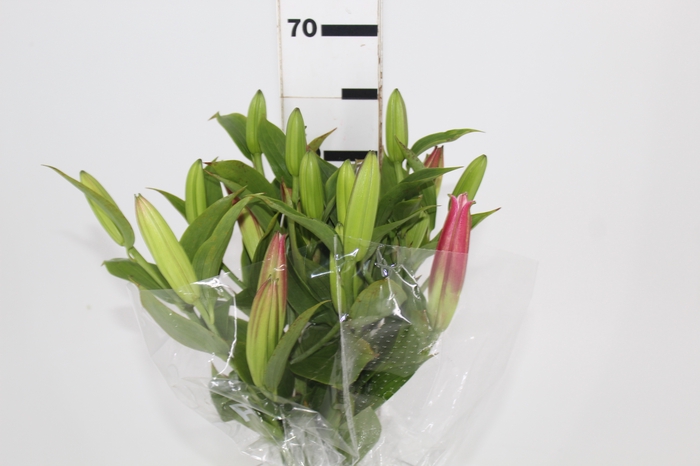 <h4>LIRIO VETTO 070 CM HT 3/4 FLS</h4>