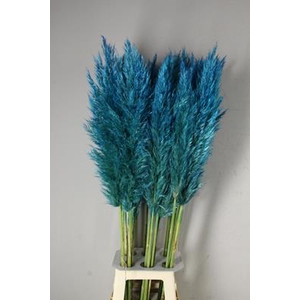 Cortaderia Selloana Mint Blue