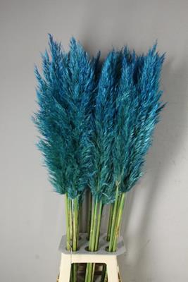 <h4>Cortaderia Selloana Mint Blue</h4>