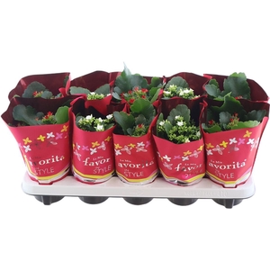 Kalanchoe Favorita Red & White Mix
