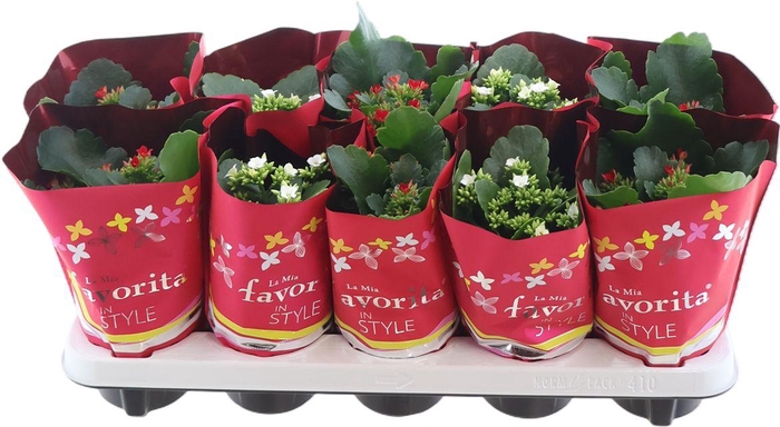 <h4>Kalanchoe Favorita Red & White Mix</h4>