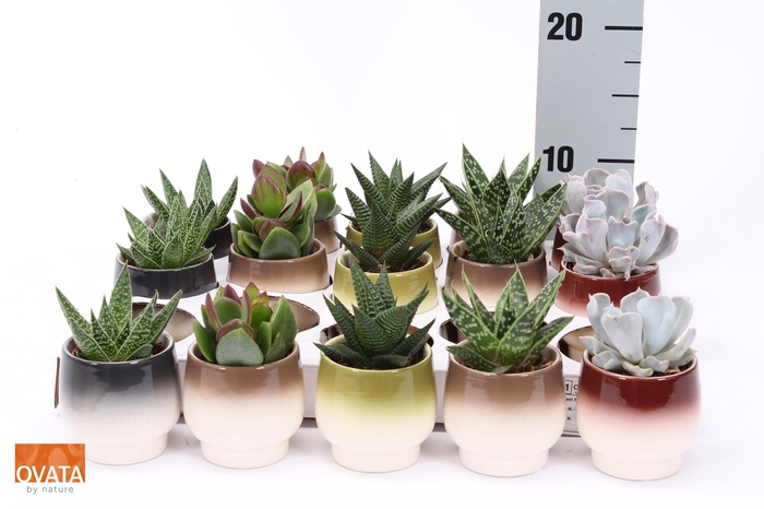 <h4>SUCC GEM 5 SRT</h4>