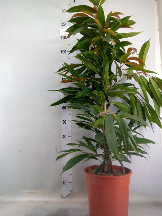 <h4>Ficus binn. 'Amstel King'</h4>