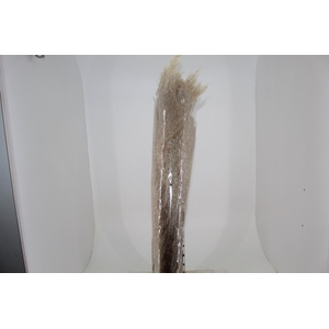 CAPIM DOS PAMPAS DESIDRATADO