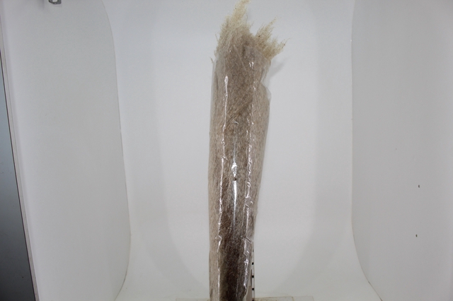 <h4>CAPIM DOS PAMPAS DESIDRATADO</h4>