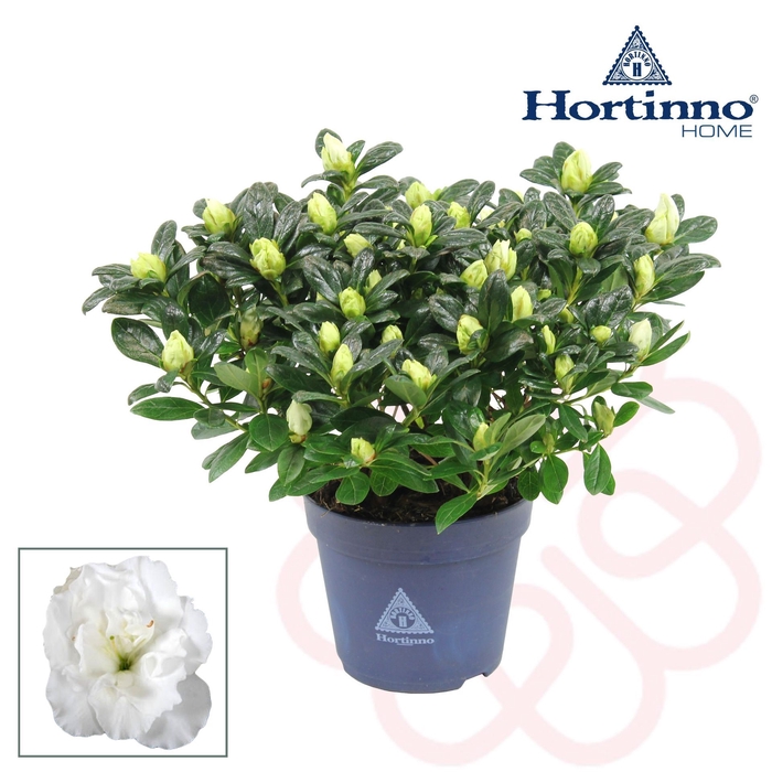 <h4>Rhododendron Hortinno Classic Belli</h4>
