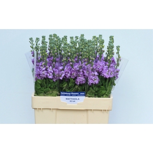 MATTH FIGARO LAVENDE