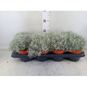 Leucophyta brownii 'Whimsy Silv'