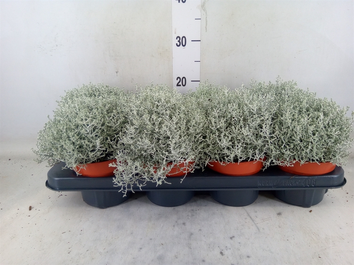 <h4>Leucophyta brownii 'Whimsy Silv'</h4>