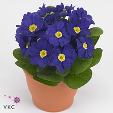 Primula acaulis blauw