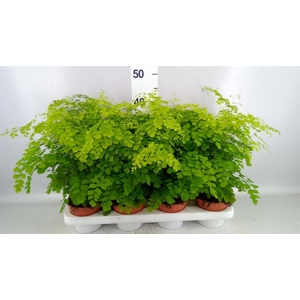 Adiantum raddi. 'Fragrans'