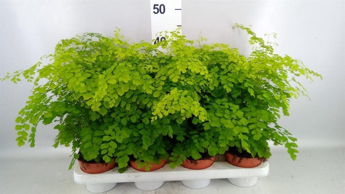 <h4>Adiantum raddi. 'Fragrans'</h4>