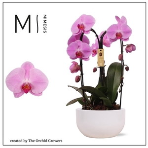 Mimesis Phal. Arrangement Crown Pink - 3 spike 26cm in Saskia White ceramic