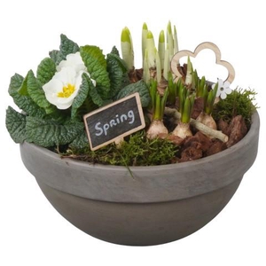 PTBM3877 Arrangement Flower Bulbs Mix in terracotta schaal