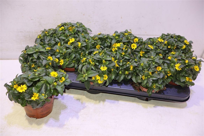 <h4>Sanv Picador Yellow</h4>