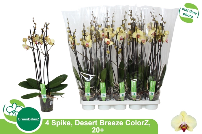 <h4>PHAL DESERT BREEZE</h4>