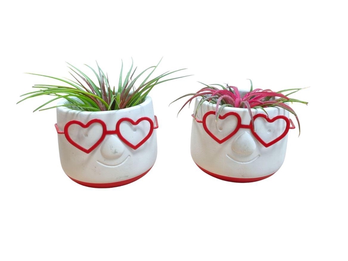 <h4>Arrangementen Tillandsia 6%</h4>