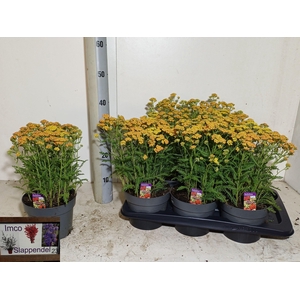 ACHI MILLEFOLIUM