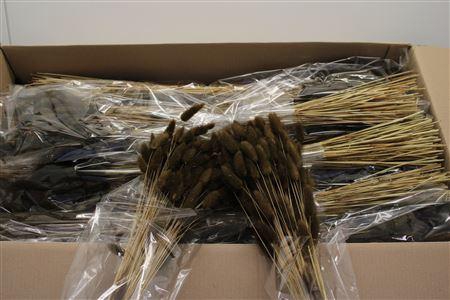 <h4>Lagurus Bruin X15</h4>