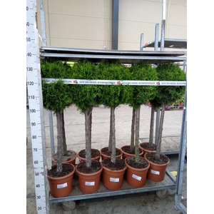 Thuja occid. 'Smaragd'