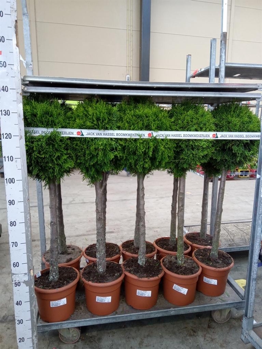 <h4>Thuja occid. 'Smaragd'</h4>