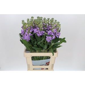 Matthiola Lucinda Lavender