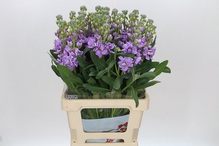 <h4>Matthiola Lucinda Lavender</h4>