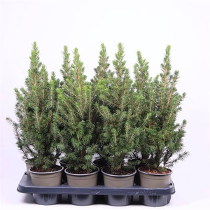 PICEA GLAUCA CONICA P13