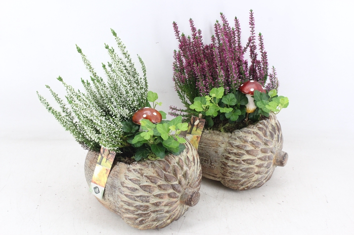 <h4>arr4 Outdoor JS - Eikel liggend x3</h4>