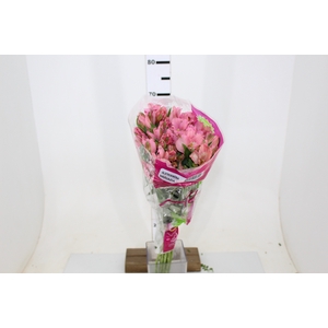 ALSTROEMERIA DUBAI 080 CM