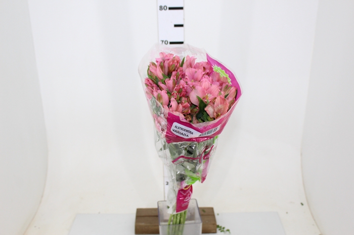 ALSTROEMERIA DUBAI 080 CM