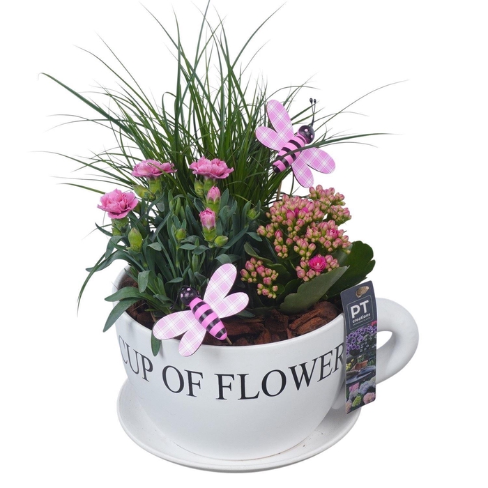 <h4>Arr.   Perkplanten H%</h4>