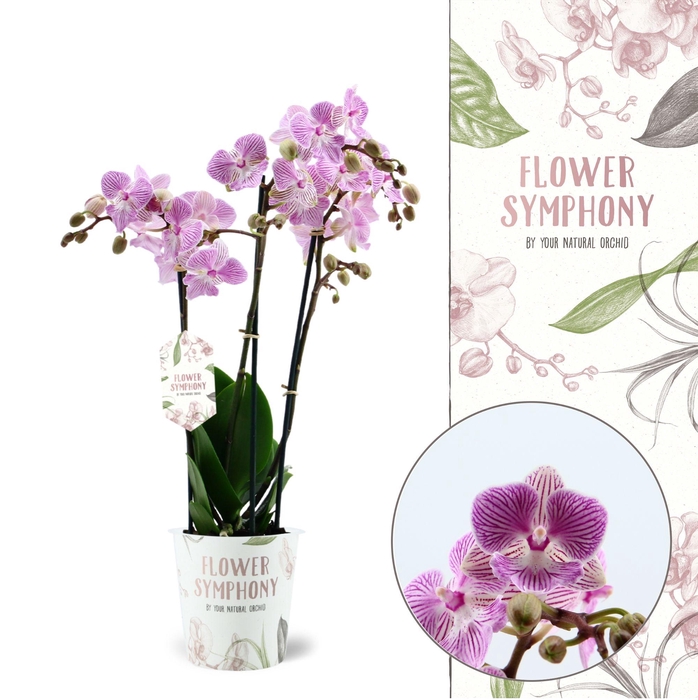 <h4>Flower Symphony | Manta Penida | Phalaenopsis 3 spike</h4>