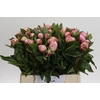 Paeonia Gardenia