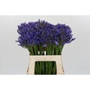 Agapanthus EYFORI Blue