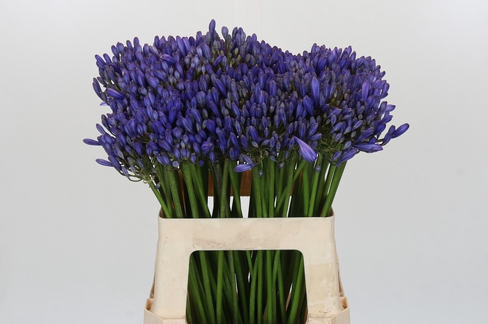 <h4>Agapanthus EYFORI Blue</h4>