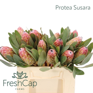Protea Susara