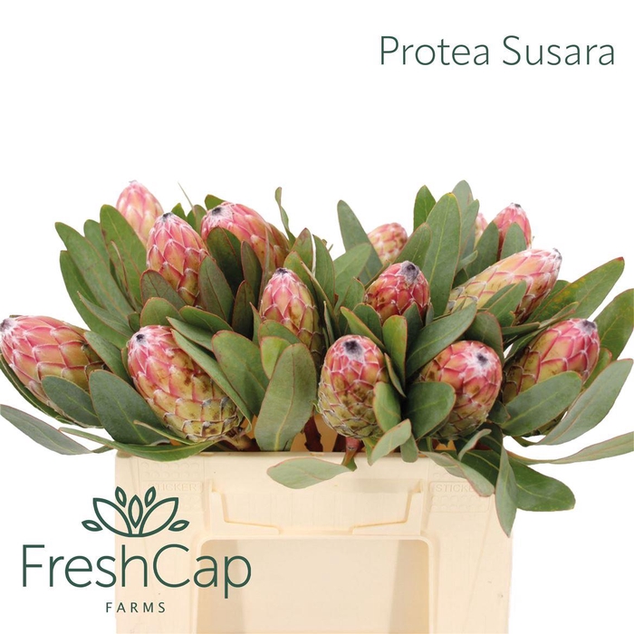 <h4>Protea Susara</h4>