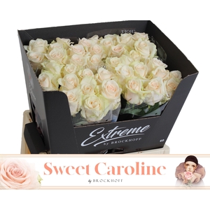 Rosa grootbloemig Sweet Caroline