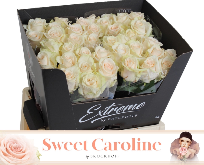<h4>Rosa grootbloemig Sweet Caroline</h4>