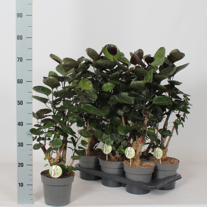 <h4>POLY FABIAN</h4>