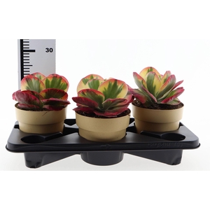 Kalanchoe NF thyrsiflora 'Red Lips'