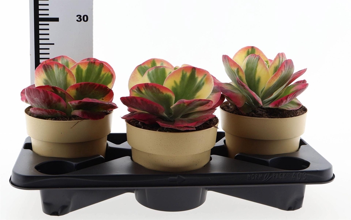 <h4>Kalanchoe NF thyrsiflora 'Red Lips'</h4>