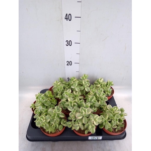 Cotyledon tome. ladys.